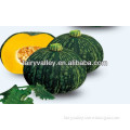 Chinese Sweetnest Hybrid F1 Good Flavor Sweet Pumpkin Seeds For Planting